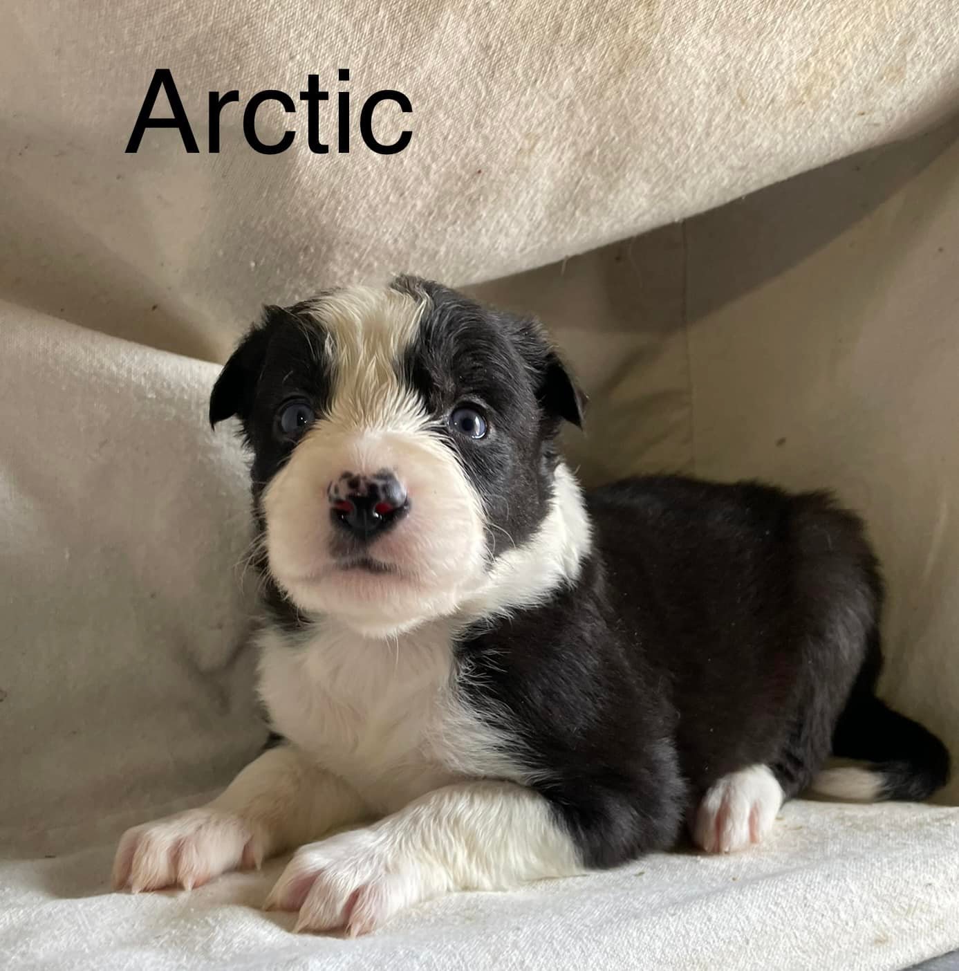 Arctic