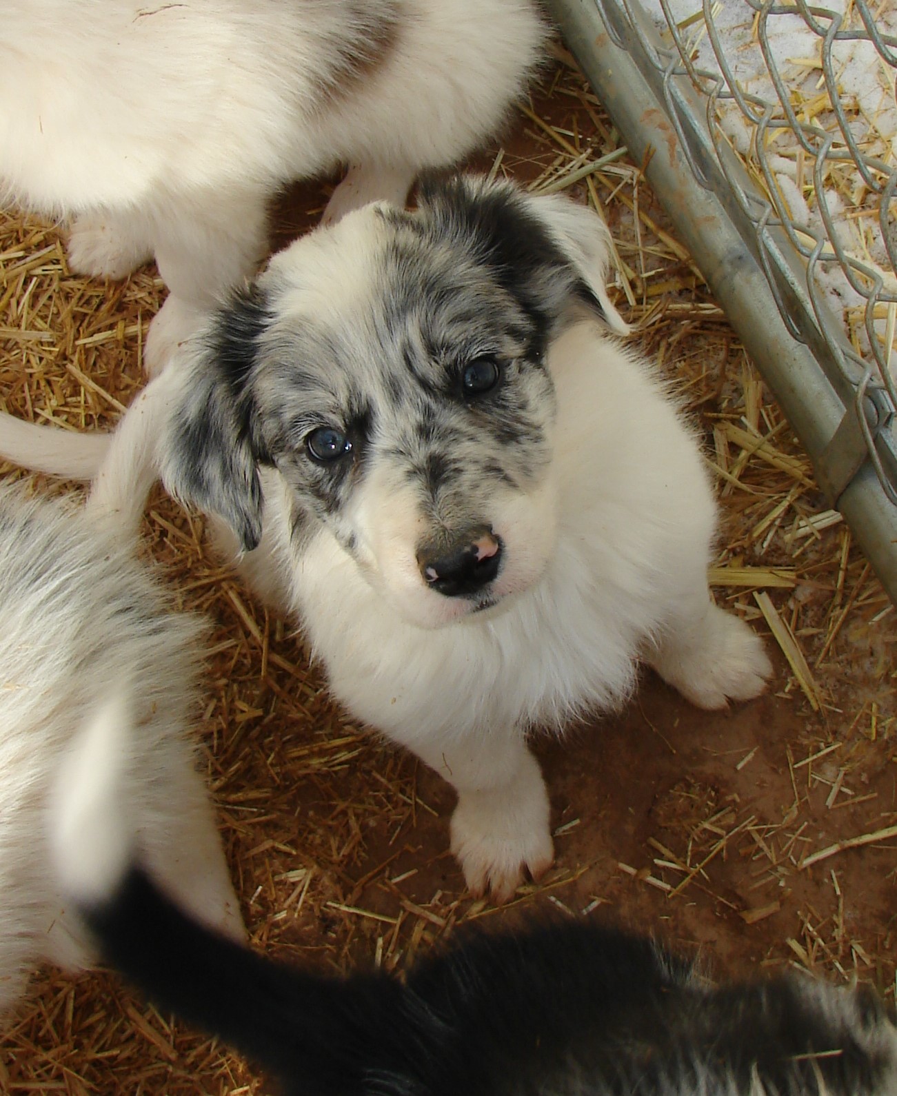 Blue Merle Girl