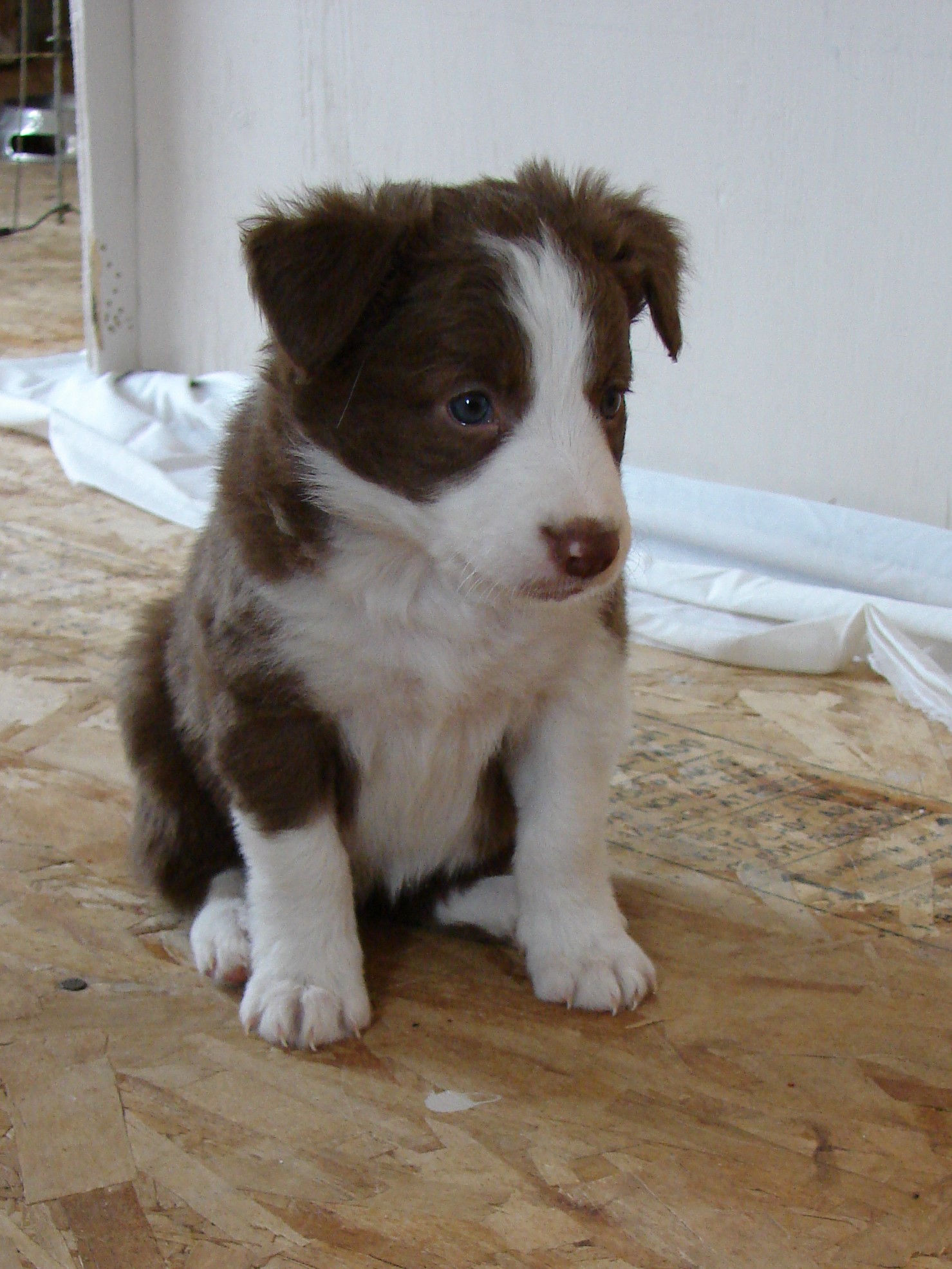 Copper