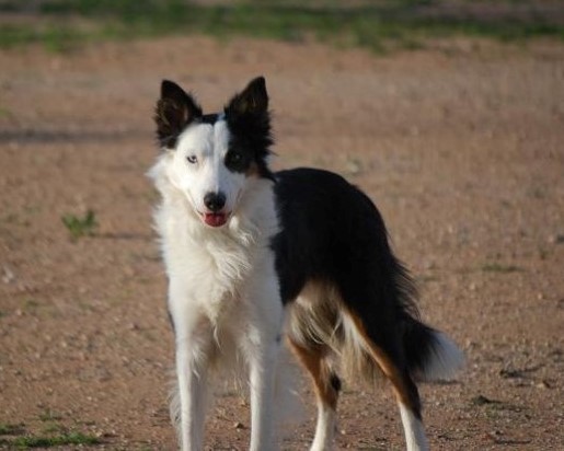 Imp Corrie owned by Tempest Kennels