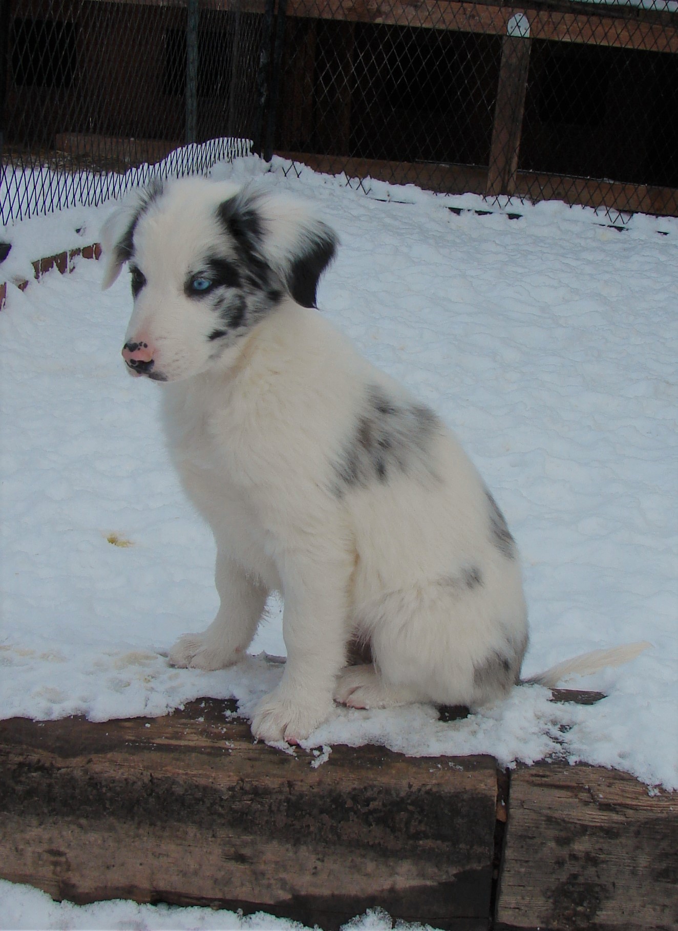 Blue Tri Merle Boy