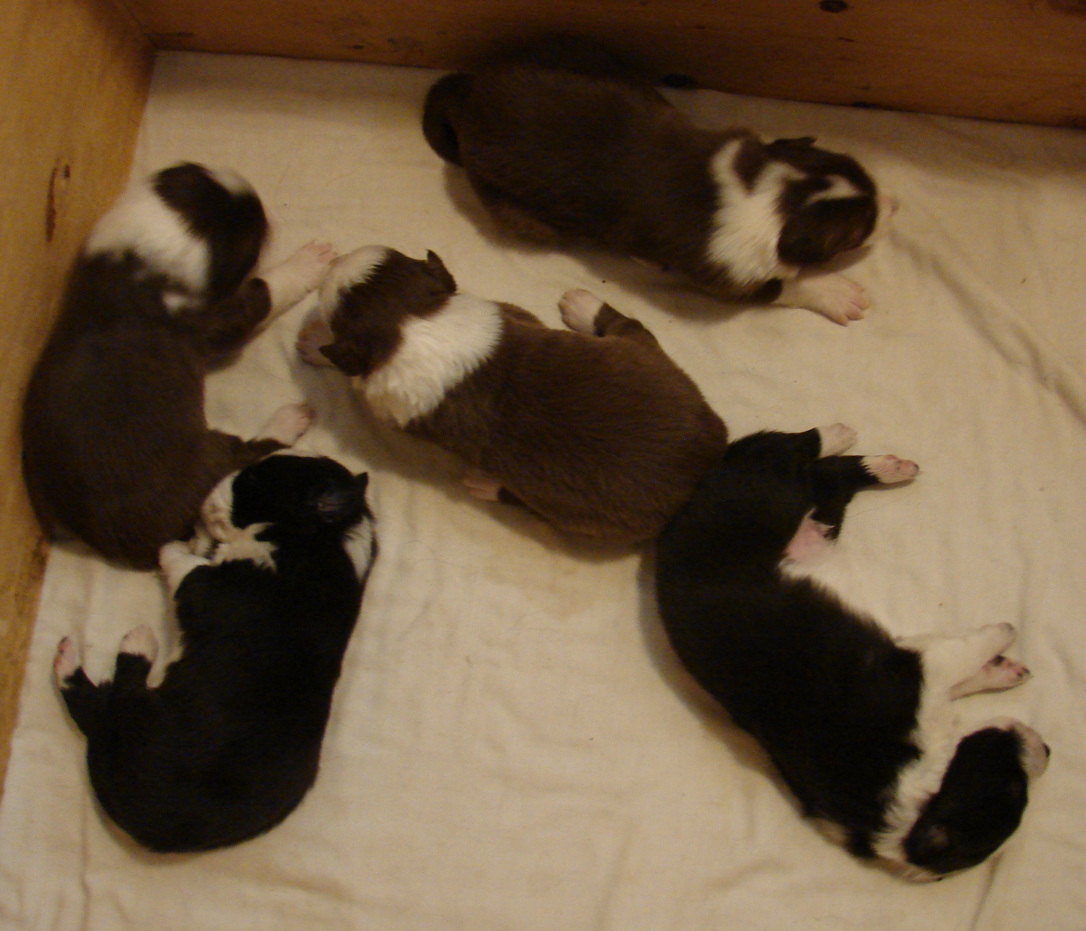 Duckie Pups
