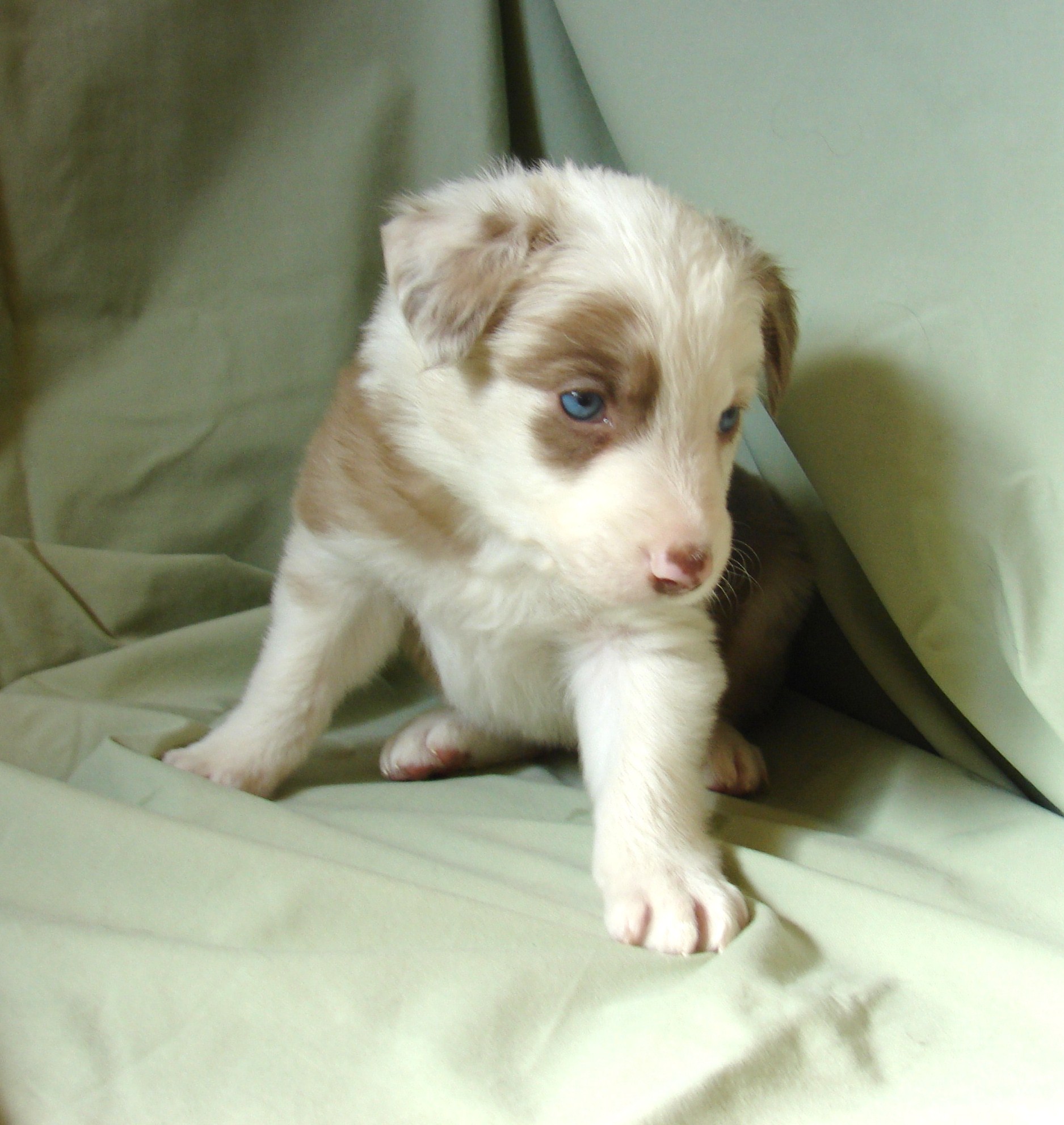 Red Merle Boy