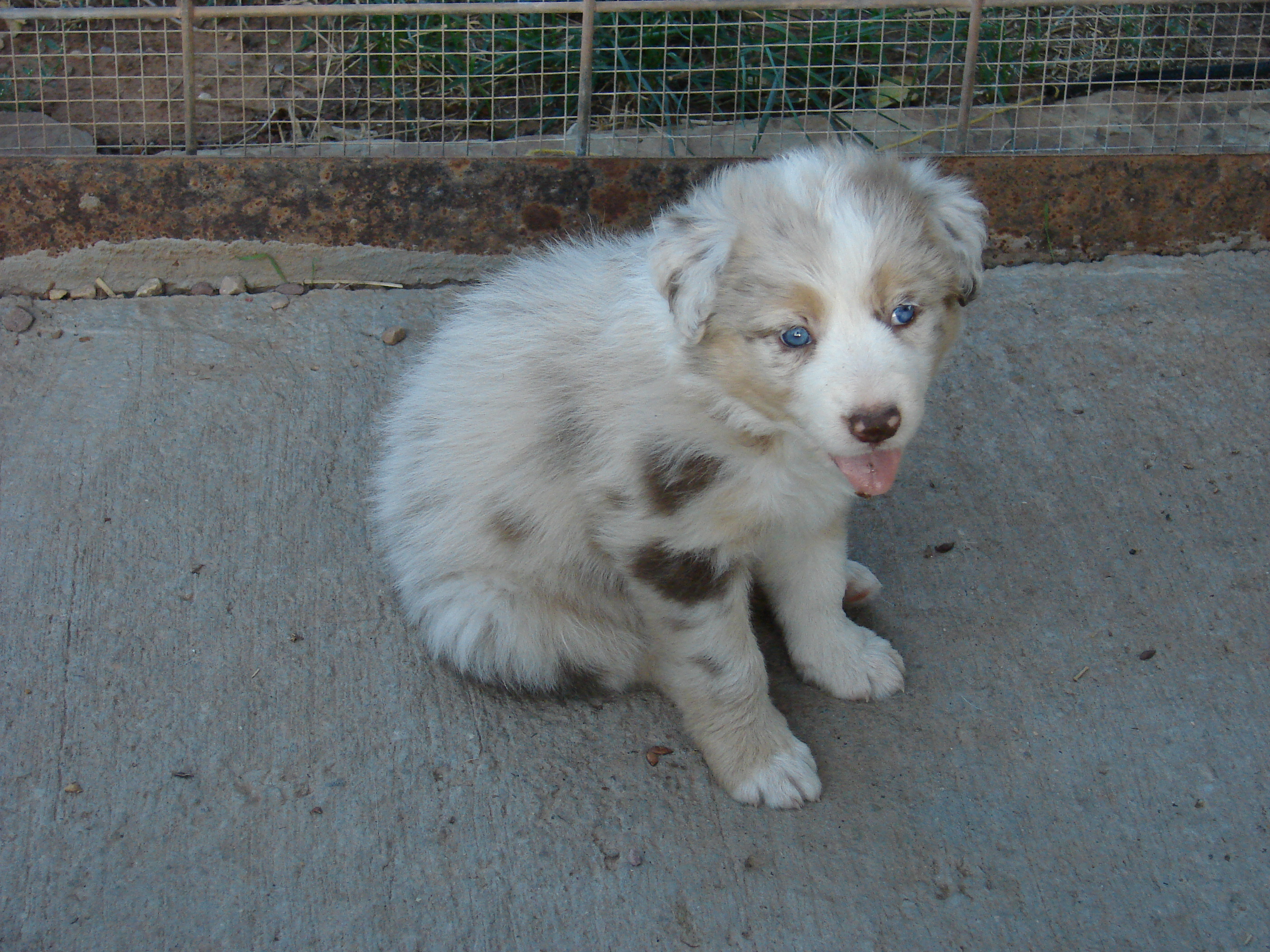 Red Tri Merle Girl