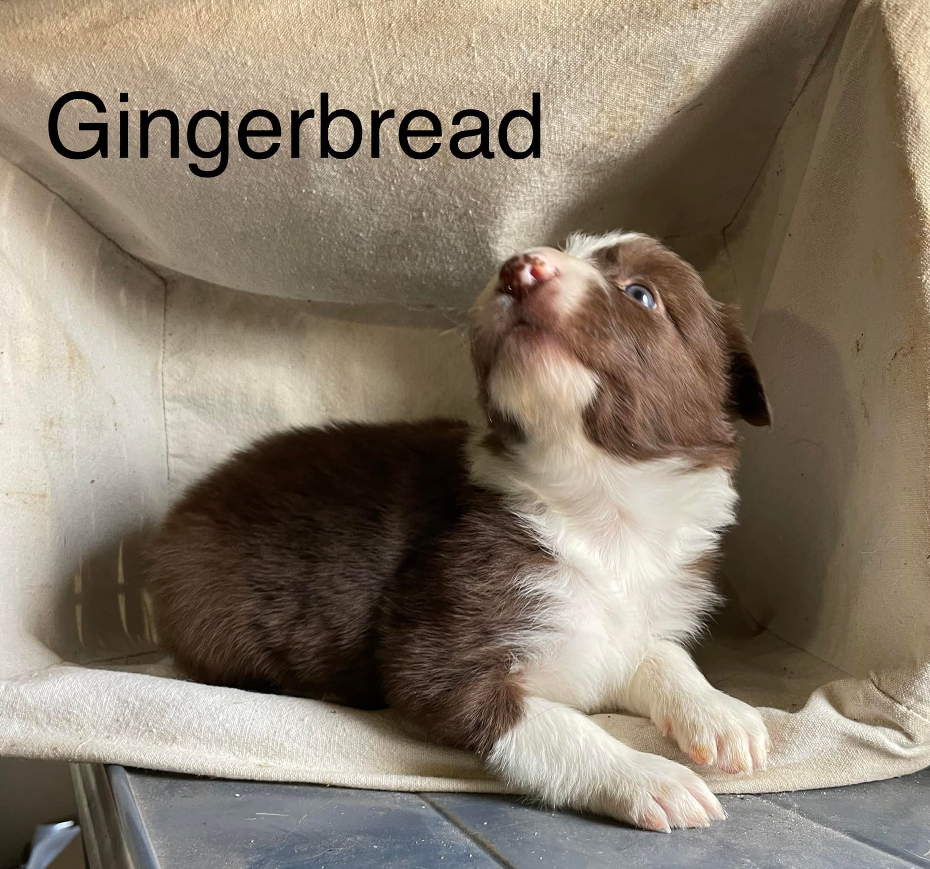 Gingerbread