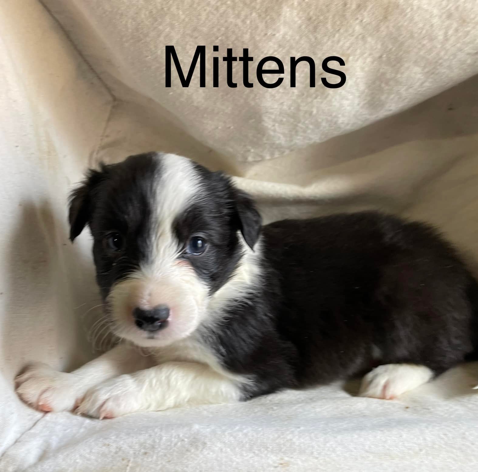 Mittens