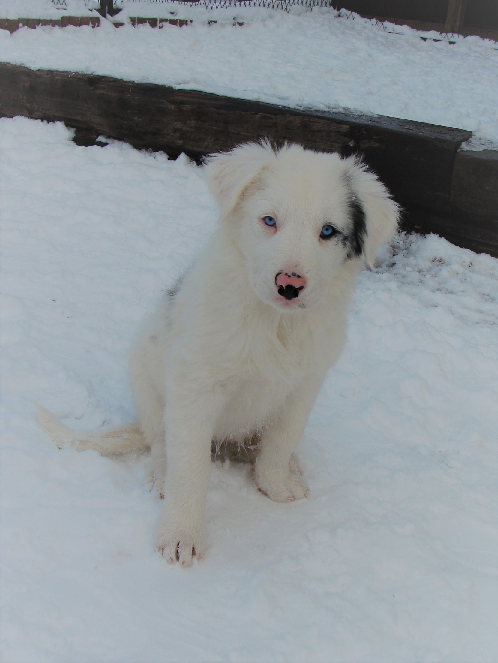 Blue Merle Girl