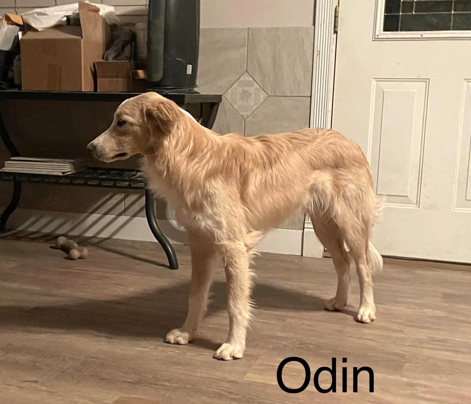 Odin