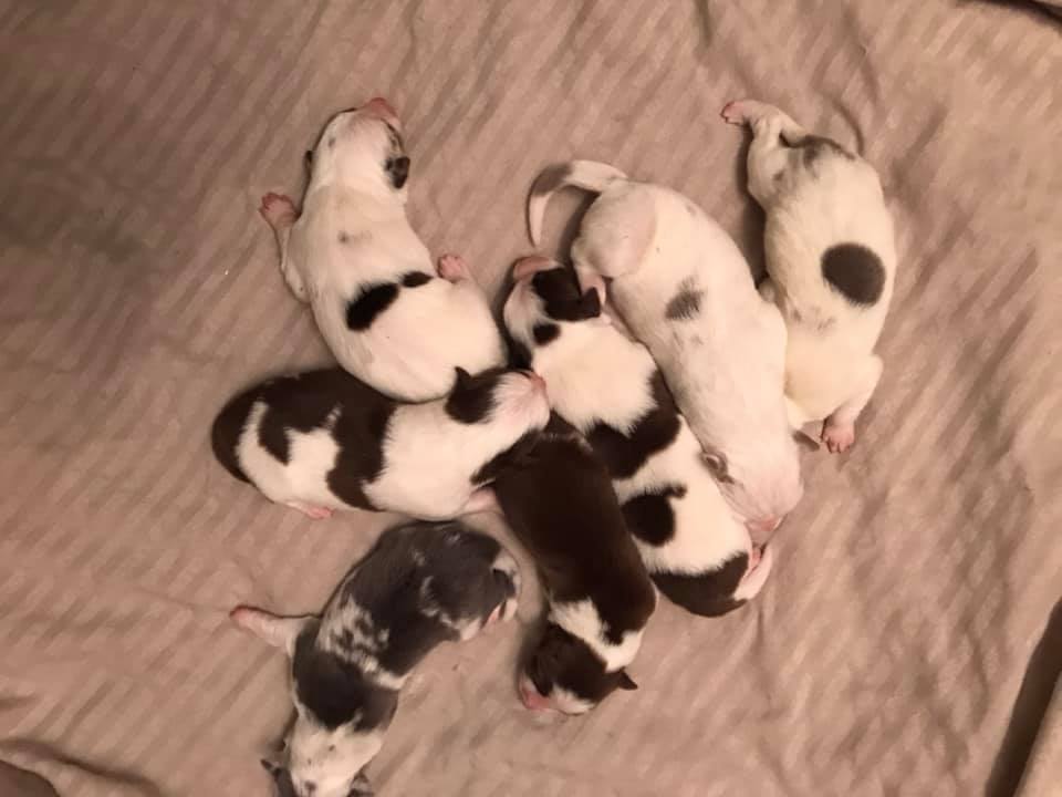 Pele Pups