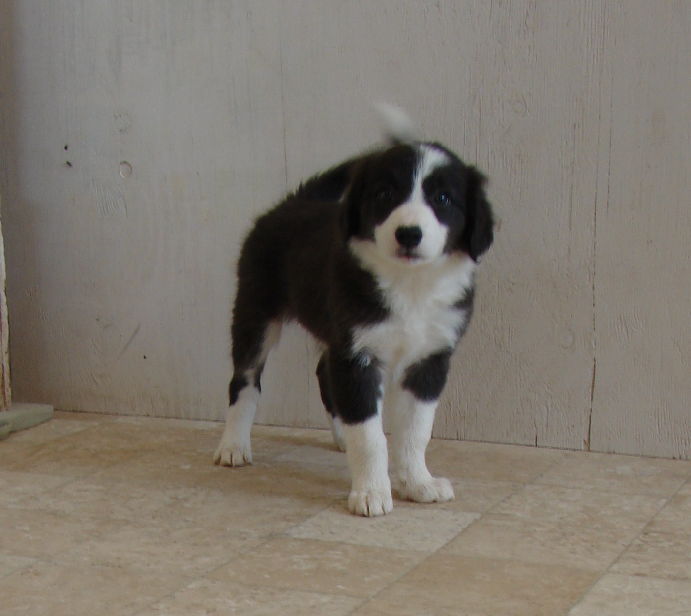 Oakley