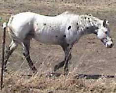 Chief Running Wind